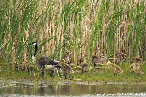 Canadian Goose with goslings