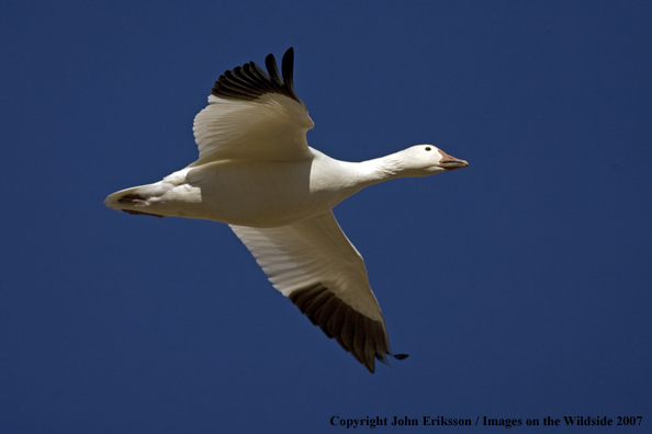 Snow geese in habitat