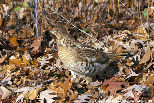 Ruffed Grouse in habitat. 