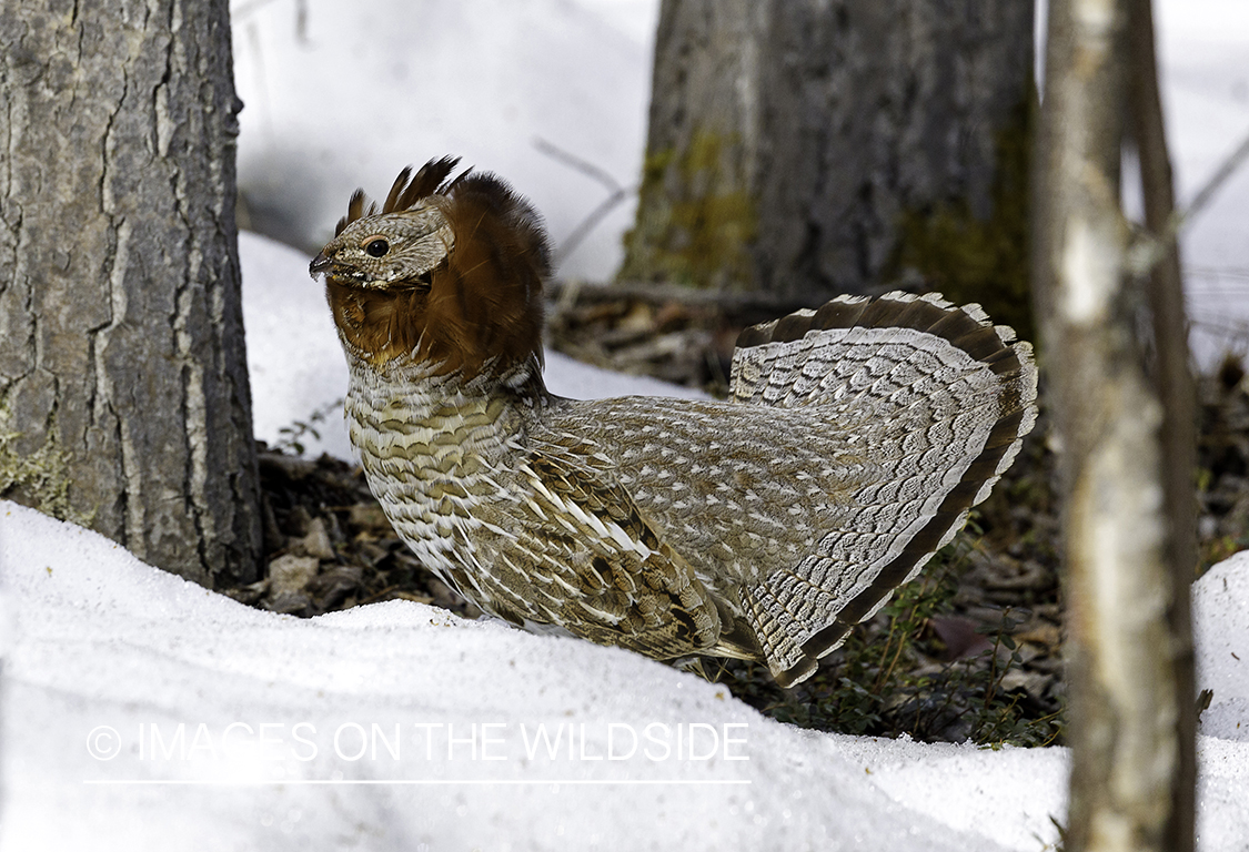 Ruffed Grouse