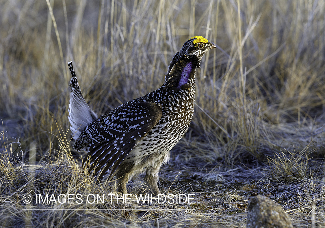 Sharp-tailed Grouse