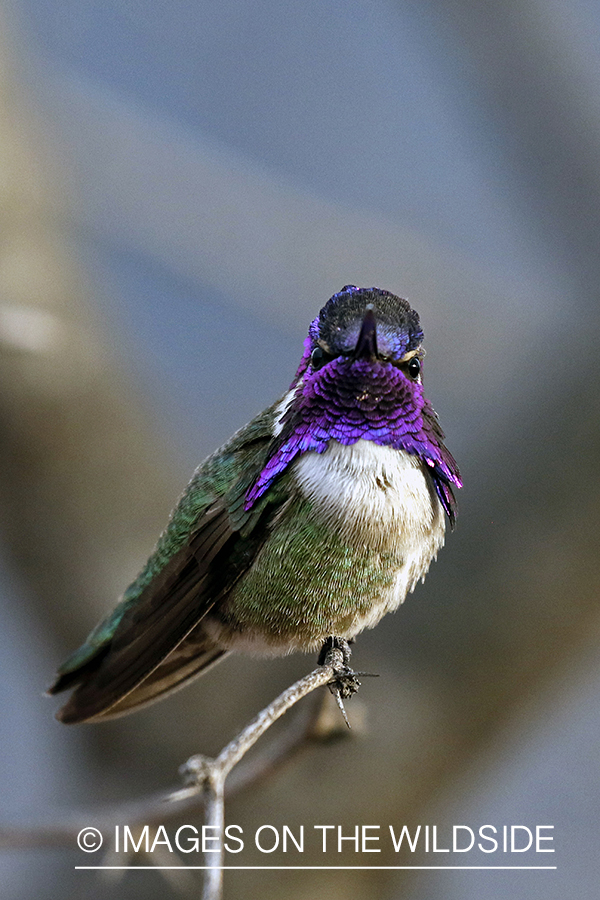 Costa's Hummingbird perched on branch.