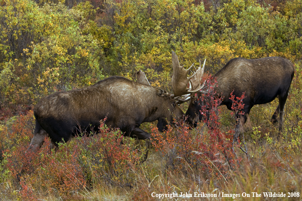 Bull Moose fighting in Habitat