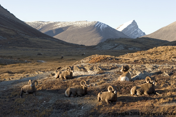 Herd of Rocky Mountain bighorn sheep (rams).
