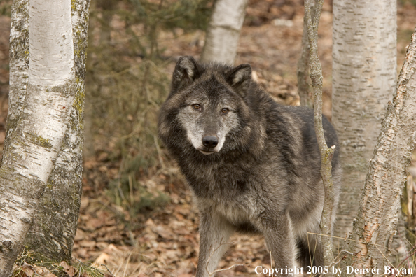 Gray wolf (black phase) in habitat.