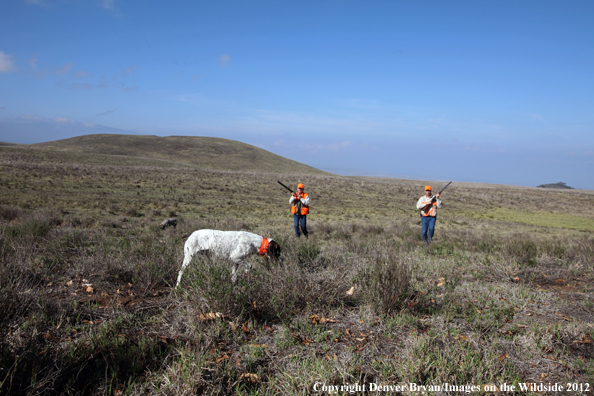 Upland game hunters with German shorthair.