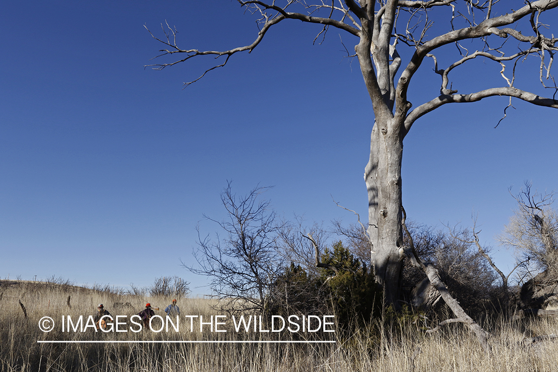 Upland game bird hunters in field.