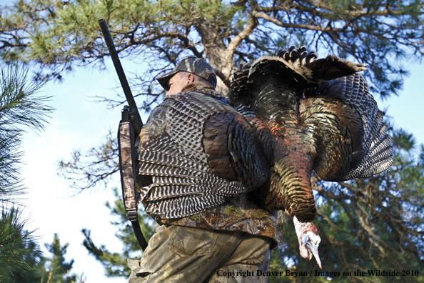 Hunter with bagged (Merriam's) turkey thrown over shoulder