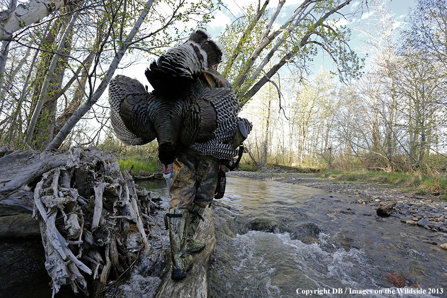 Turkey hunter in field with bagged turkey.