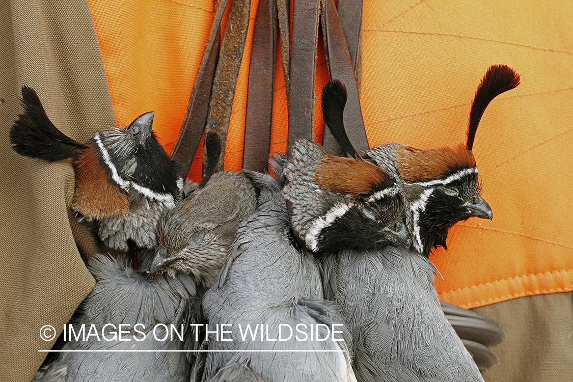 Quail hunter with bagged Gambel's Quails.