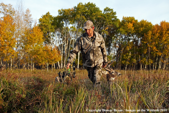 Bowhunter dragging downed white-tailed buck.