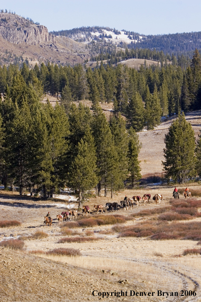 Elk hunters with bagged elk on horse packstring.  