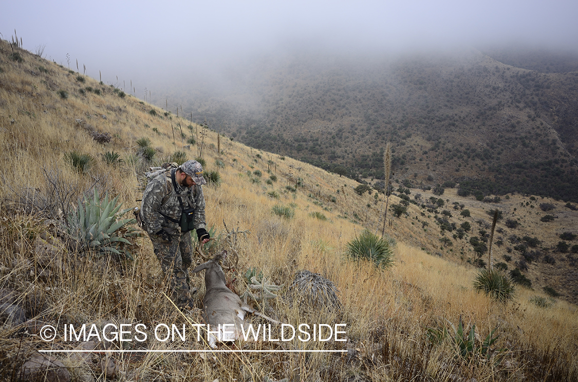 Hunter dragging deer.