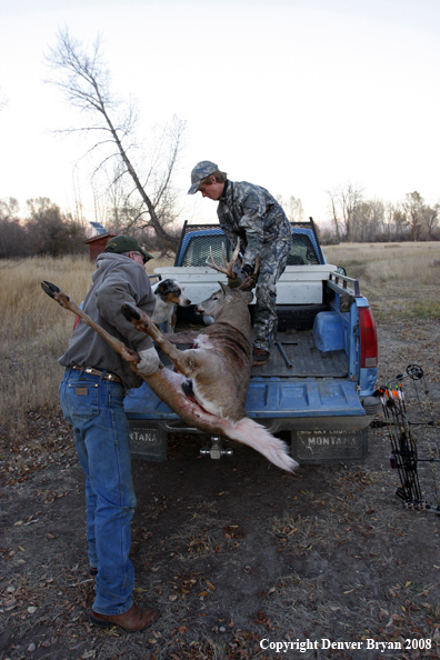 Bowhunter loading Whitetail Deer