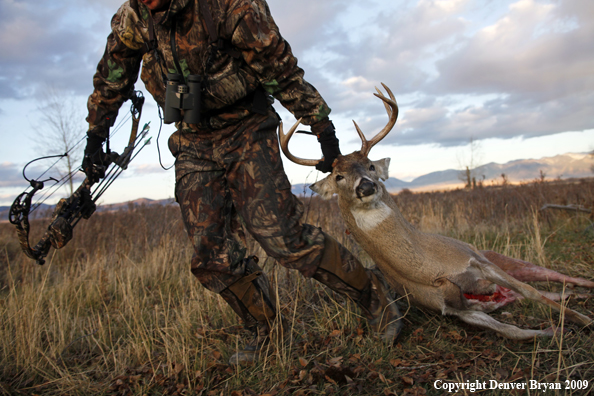 Bowhunter dragging bagged whitetail deer.
