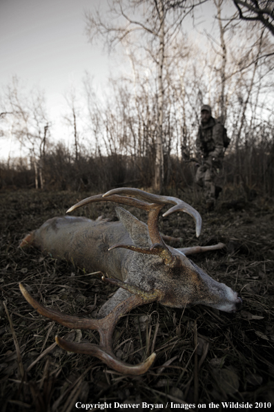 Bowhunter approaching whitetail buck. (Original image # 11049-015.94D)