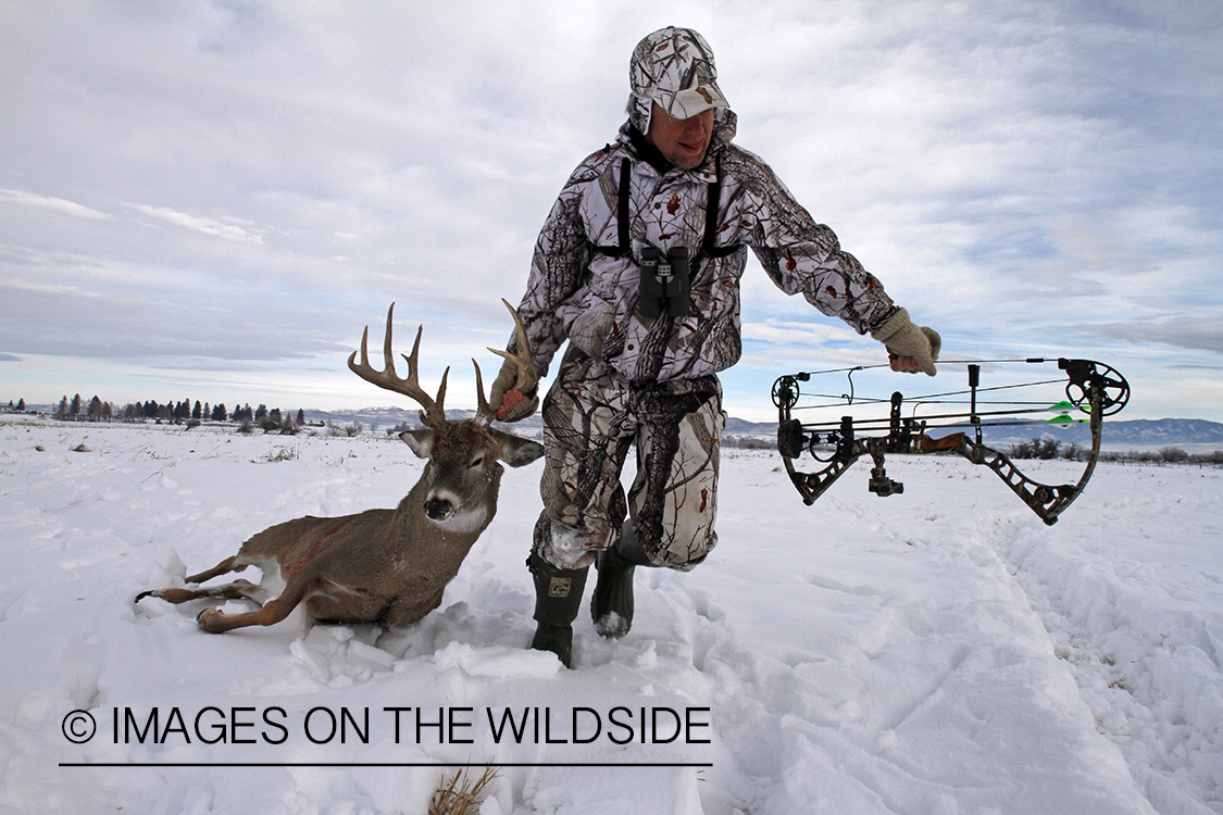 Bowhunter dragging bagged white-tailed deer.