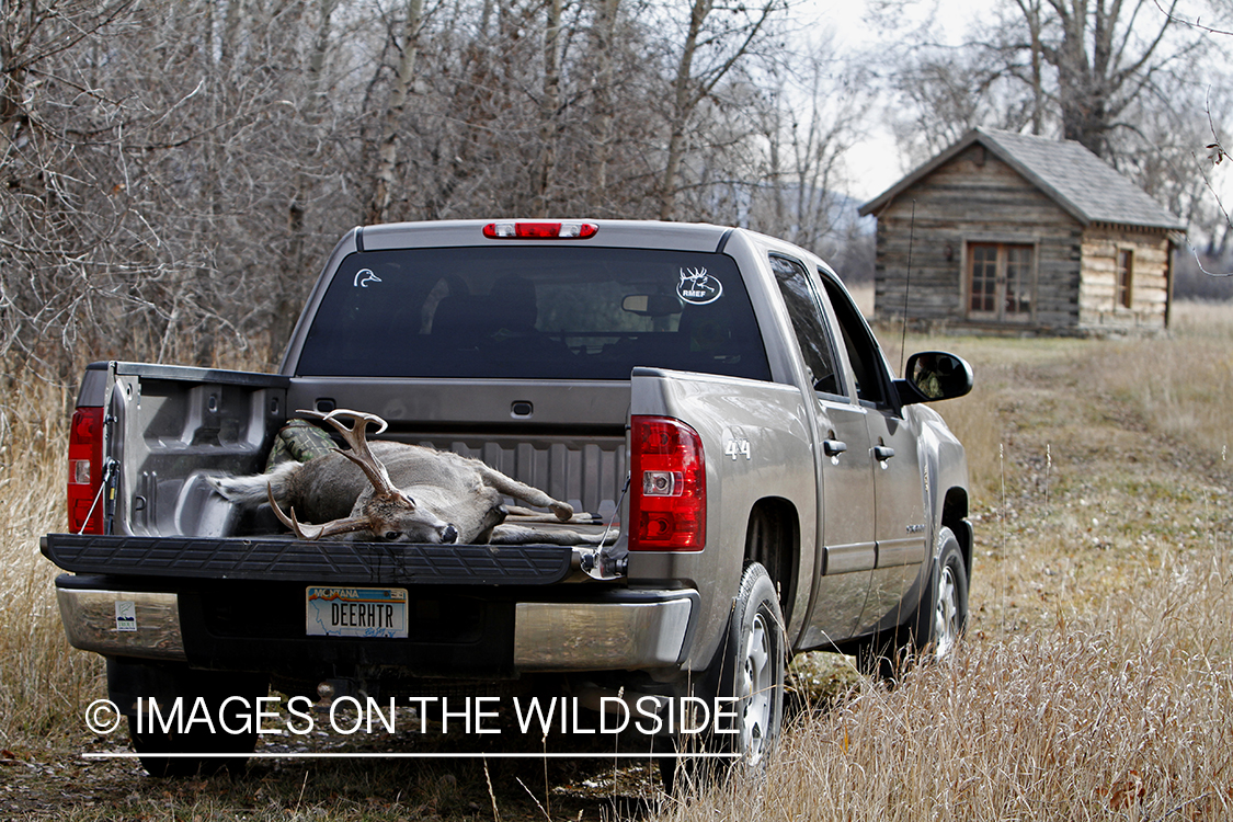 Bagged buck in back of truck.