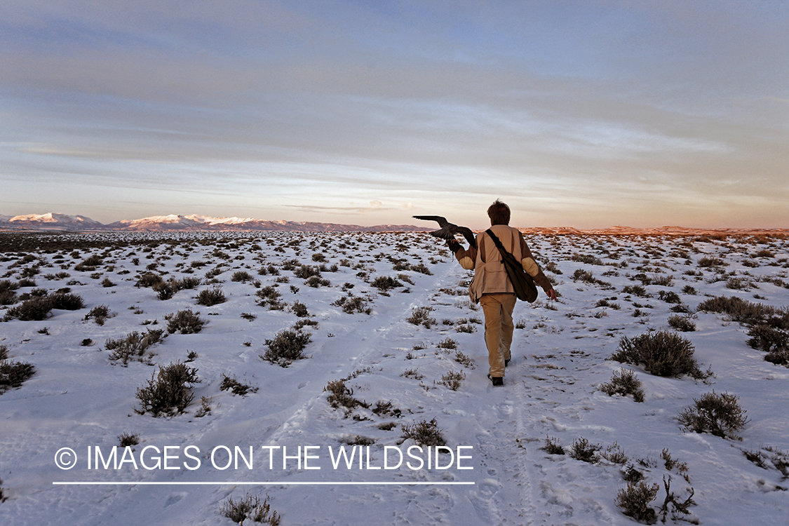 Falconer in field with gyr falcon.