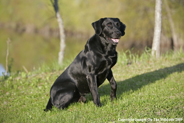 Black Labrador Retriever in field