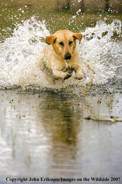 Yellow Labrador Retriever