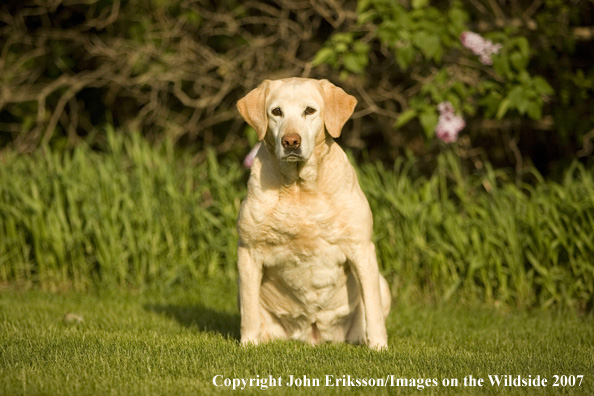 Yellow Labrador Retriever