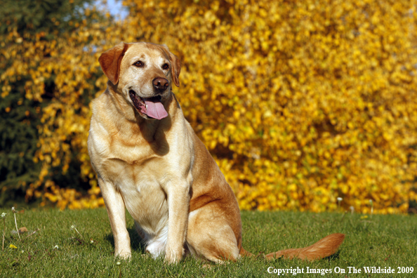 Yellow Labrador Retriever