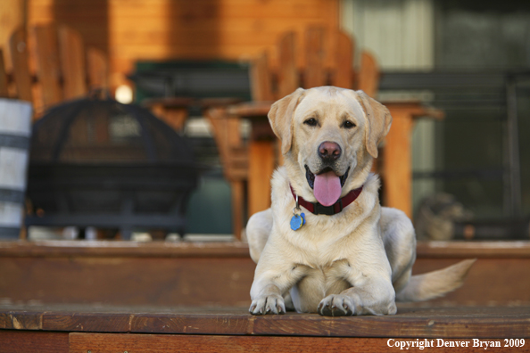 Yellow Labrador Retriever on deck