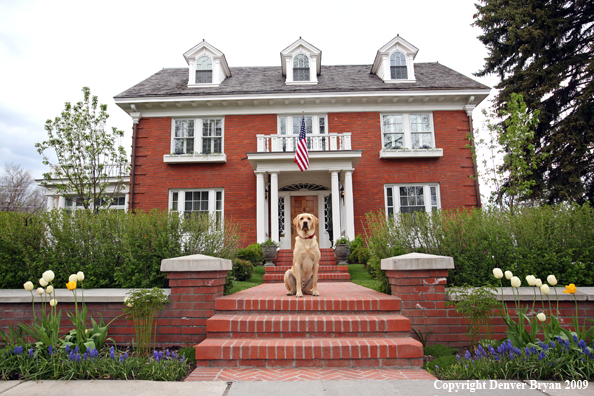 Yellow Labrador Retriever in front of house