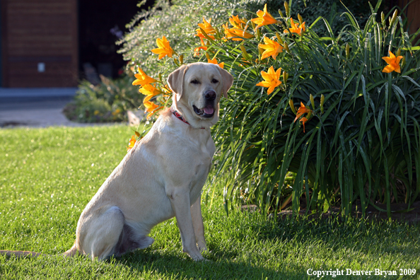 Yellow Labrador Retriever by flowers