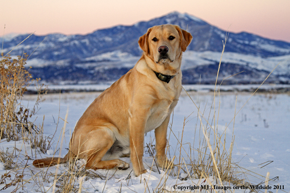 Yellow Labrador Retriever in winter