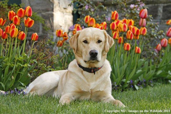 Yellow Labrador Retriever.