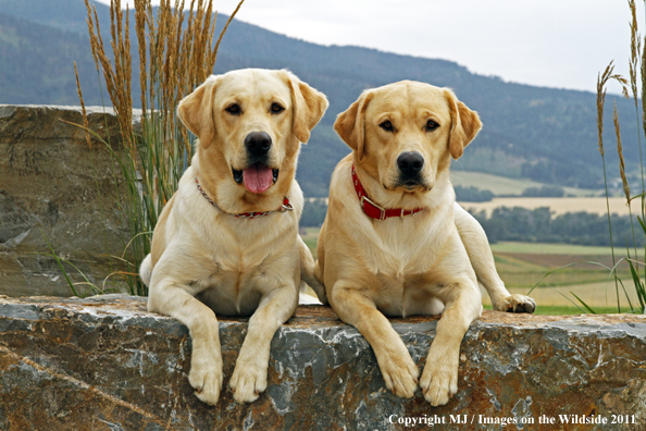 Yellow Labrador Retrievers.