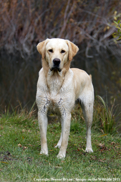 Yellow Labrador Retriever.