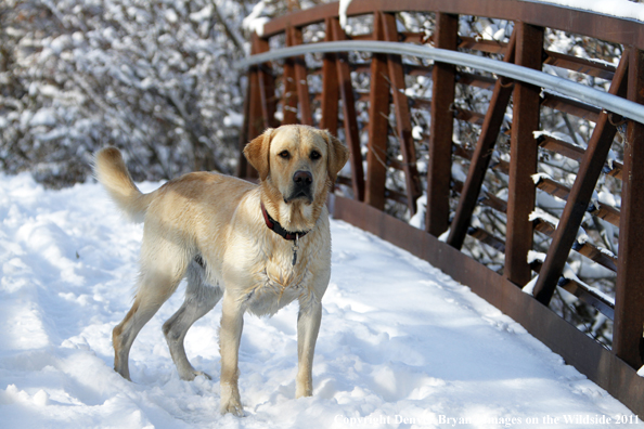 Yellow Labrador Retriever in snow. 