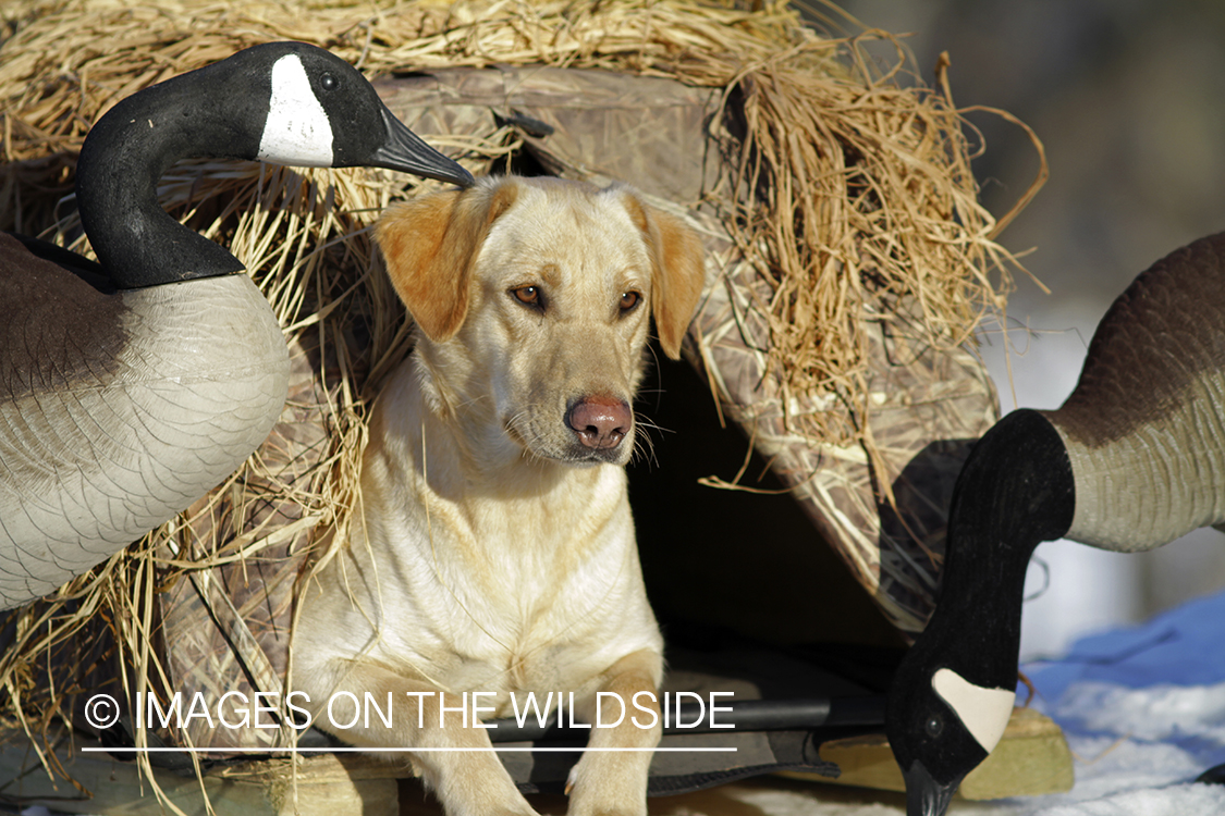 Yellow Labrador Retriever in field