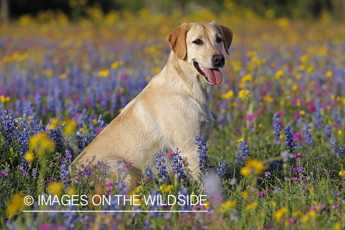 Yellow labrador retriever in field of wildflowers.
