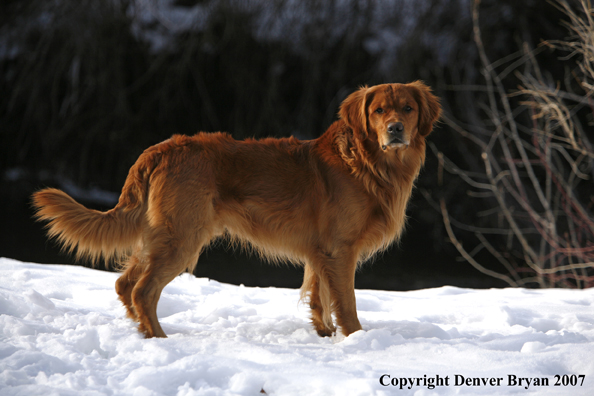 Golden Retriever in the snow.