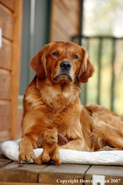 Golden Retriever on porch with toy