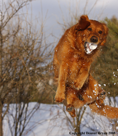 Golden Retriever in the winter