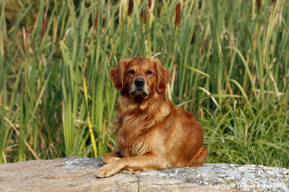 Golden Retriever 