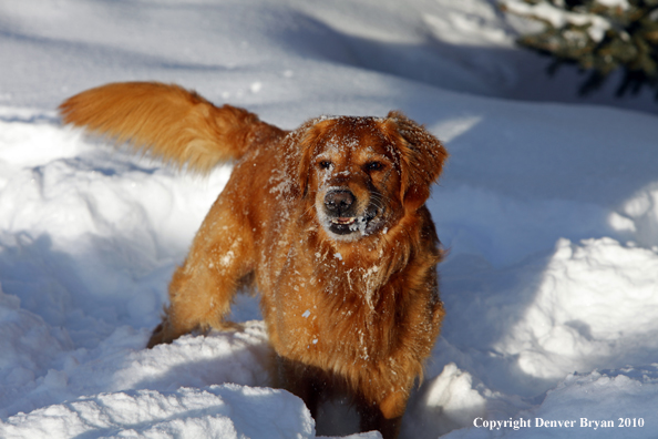 Golden retriever playing in snow.