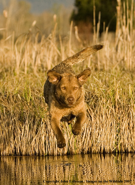 Chesapeake Bay Retriever