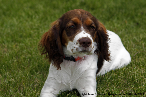 Springer Spaniel puppy