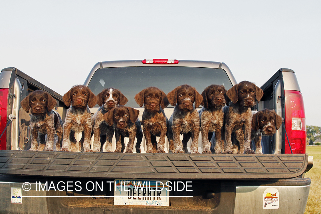 German Wirehair Pointer puppies in bed of pickup.