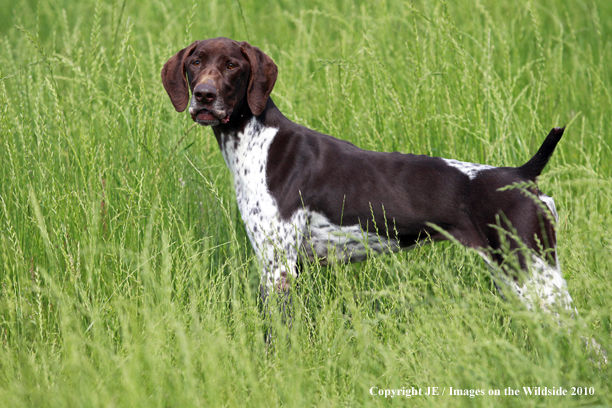 German Shorthair Pointer