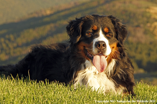 Bernese Mountain Dog.