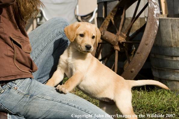Yellow Labrador Retriever puppy.