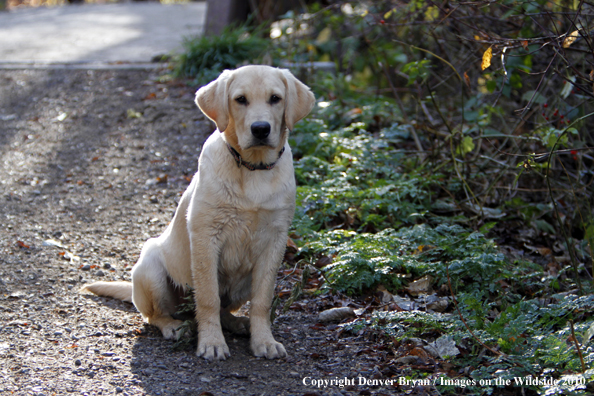 Yellow Labrador Retriever Puppy