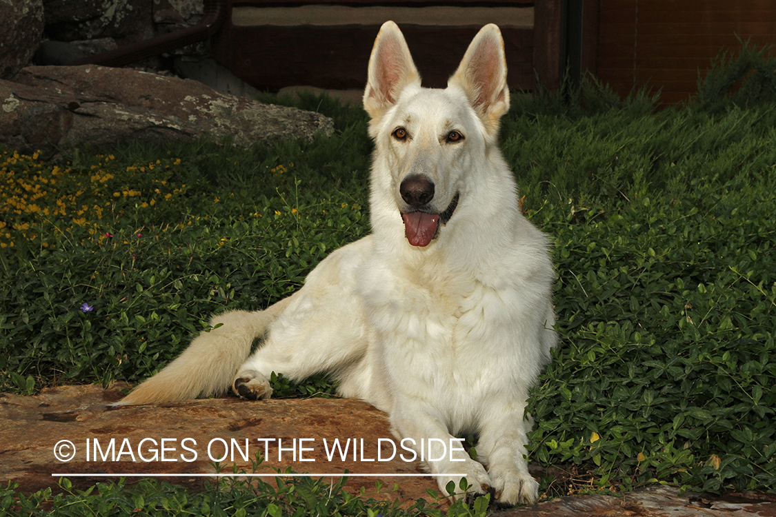 White German Shepherd
